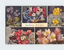 Postcard Alpenblumen Flora Alpina picture