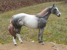 Peter Stone Ideal Stock Horse ISH Mare Neighing Nala FCM Dark Dapple Mulberry picture