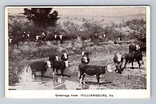 Williamsburg VA-Virginia, Scenic Greetings, Herd of Cows, Vintage Postcard picture