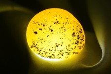 White Sheba - Cintamani - 15g - More rare than Saffordite Tektite #ska20 picture