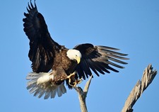 photograph of an eagle coming in for landing (13 x 19) picture