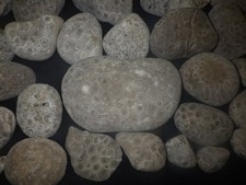 Unpolished Petoskey Stones 14+ Pounds picture