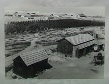 Jewish Palestine Israel press photo 1947 early kibbutz ניצנים settlement zionist picture