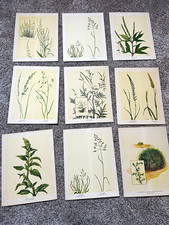 Lot of 18 Vintage Botanical Prints Mary Foley Benson Art Illustrations picture