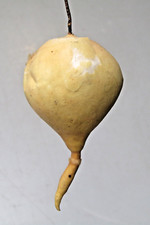 Antique Vintage Spun Cotton Batting Sugar Coat TURNIP Christmas Ornament Germany picture
