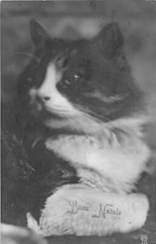 G8/ Animal Postcard 1928 Cat RPPC Real Photo Buen Natale 14 picture