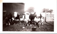 Hereford Cattle on Farm, 1950s B&W Snapshot Photo picture
