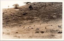 RPPC Pronghorn Antelope - 1940s Ross Hall Photo Postcard picture