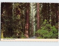 Postcard Silent Highway Sentinels Giants of Redwood Highway California USA picture