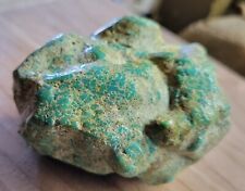 Rare Hard 192 gram Pilot Mtn. NV Big Turquoise Pseudomorph Clam Specimen Fossil picture