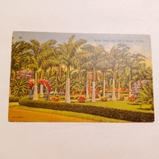 Postcard: Royal Palm Tree Lined Drive-Miami Florida-c1940-Linen  picture