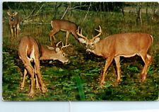 Two Bucks, squaring-off, are momentarily distracted by the photographers flash picture