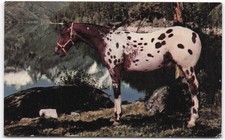 Vintage Appaloosa Stallion 
