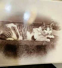 THE BEST Antique CAT PHOTO Rhode Island 1890s Original / 19th Century picture