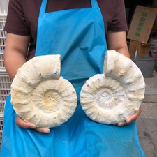 2pcs 7.52LB Natural White Ammonite Fossil Specimen Home Decor Healing Stone 5790 picture