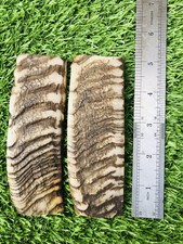BEAUTIFUL RAMS HORN KNIFE HANDLE MATERIAL BLANK SCALES picture