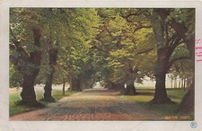 Postcard Germany: Lindenallee Tree-Lined Avenue, Brandenburg UDB picture