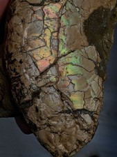 Rare,HUGE 7.25” Texas Fossil Ammonite, Placenticeras Sp “Ammolite” Iridescence picture