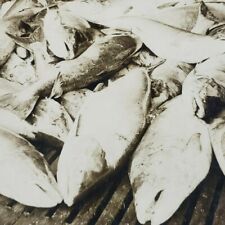 Astoria Oregon Columbia River Chinook Salmon Cannery Fish Floor Stereoview J338 picture