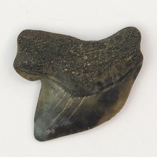 S. kaupi 0.75