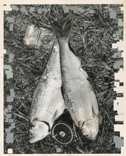 1967 Columbia River Shad Fishing Dirty High Water Washougal Reef Photo 8X10 picture