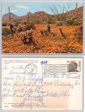 1969 Gold Poppies Pinnacle Peak Arizona Desert Landscape Postcard Tempe AZ picture