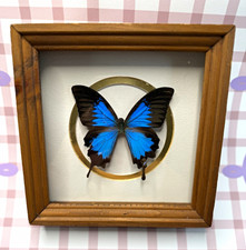 Creative Arts Unlimited Blue & Black Butterfly Specimen Wood Shadow Box Frame picture