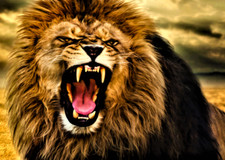 LION - 5