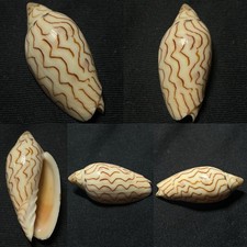 Volutidae Amoria macandrewi Sea Shell, 41mm picture