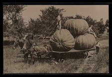 Giant Pumpkins Horse Wagon RPPC Ontario CA Vintage Photo Exaggeration Postcard picture