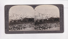 Los Angeles Pigeon Farm CA California Keystone Stereoview picture