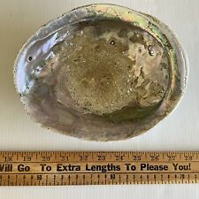Vintage Abalone Shell Massive 8-3/4