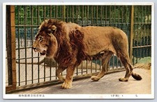 Antique Japan Postcard TOKYO Ueno Zoo Lion 1930s picture