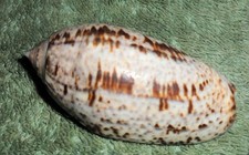 Special Collection Sale BL RFM 85133 Oliva incrassata Lightfoot & Solander 1786 picture
