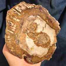 0.63kg Natural petrified wood slice quartz crystal mineral specimen healing picture