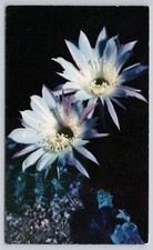 Lavender Easter Lily Cactus Night Blooming Hedgehog Echinopsis Oxigona Postcard picture