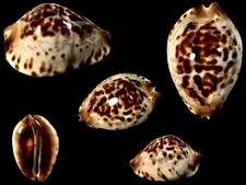 Cypraea, Zoila jeaniana f. sherylae, Point Quobba, W. Australia, 66.7 mm, TOP picture