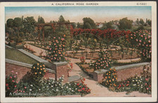 California CA postcard - A California Rose Garden 1910s 1920s picture