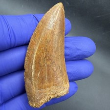 LARGE Charcharodontosaurus Dinosaur Tooth Fossil 2.80” Morocco - High Quality picture