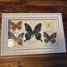 Beautifully framed butterfly display real butterflies picture