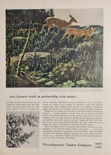 1955 Print Ad Weyerhaeuser Timber Co. Blacktail Deer,Fawns Douglas Fir Tree Farm picture
