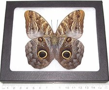 Caligo memnon REAL PERUVIAN OWL EYE FRAMED BUTTERFLY INSECT picture