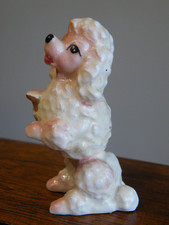 Vintage POODLE Dog SITTING PRETTY  3