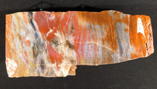 Nice BARK BIG Polished Petrified RAINBOW WOOD Fossil Arizona 2313gr picture