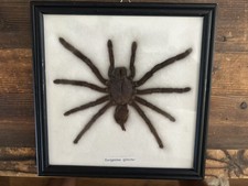 Real Spider Tarantula Taxidermy Mounted Specimen Framed Eurypeima Spincrus picture