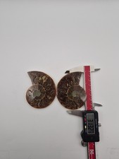 Fossil Split And Polished  picture