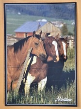 Postcard MT. Fauna/ Horses. Montana  picture