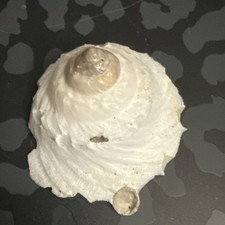 Xenophora Conchyliophora W/collection Data Collector/gift/decor picture
