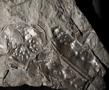 Museum quality Rare huge fossil Arthropleura millipede 3 segment & ventral side picture