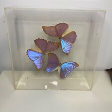 Vintage Paul Purington 1992 Signed 3 Mounted Butterflies in Lucid Box 3a picture